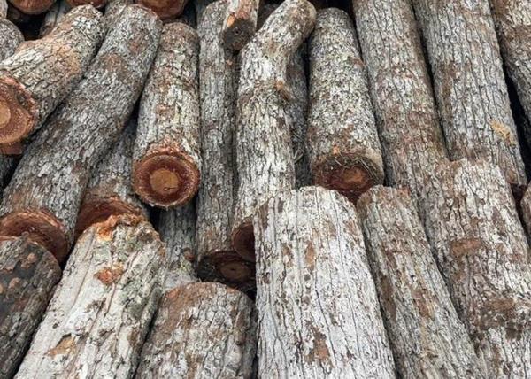 Vận chuyển gỗ nghi khai thác trái phép