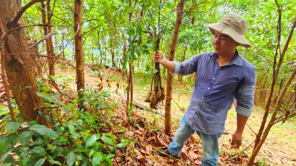 Thiếu sự giám sát tại Dự án Trồng rừng phòng hộ đầu nguồn ở Tiên Phước