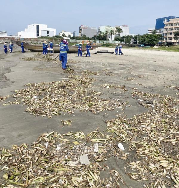 Thu gom hơn 20 tấn rác xen lẫn cá chết quanh cửa xả nước mưa ra biển