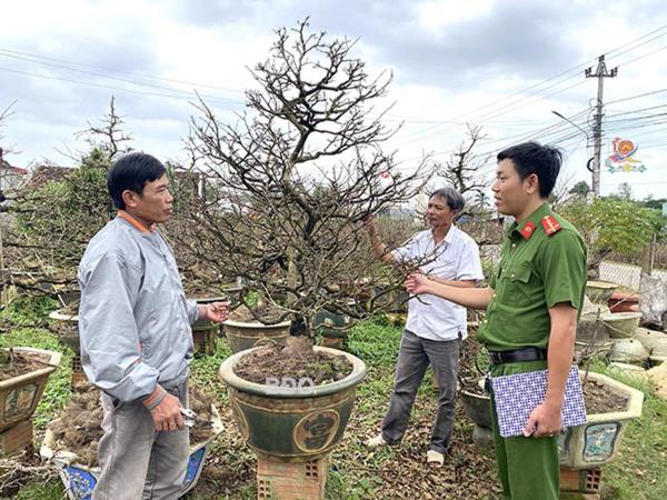 Bình an cho xứ mai vàng