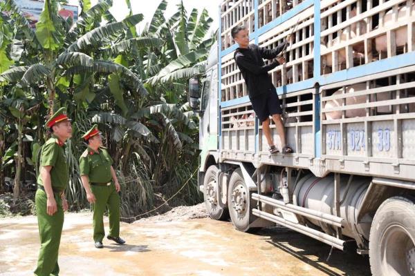 Chở 18 tấn lợn dịch đi tiêu thụ