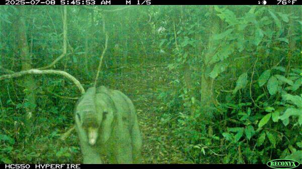 Phát hiện voi con mới sinh trong Khu Bảo tồn loài và sinh cảnh voi Đà Nẵng