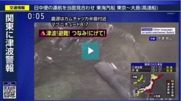 Nhiều cá voi bị sóng đánh vào bờ biển Nhật sau trận động đất 8,8 độ richter ở Nga