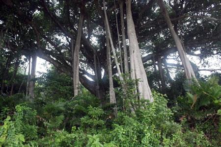 Bí ẩn về con gấu chết trên núi Sơn Trà