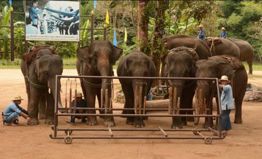 Voi chơi nhạc, vẽ tranh, massage mặt nịnh khách du lịch