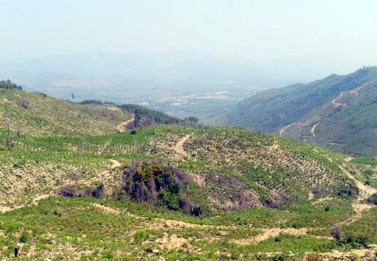 Phá rừng tràn lan, xử lý nhỏ giọt?