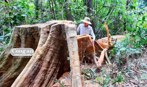 Rừng miền Trung vẫn chảy máu (Kỳ 1: Xẻ thịt rừng đầu nguồn Sông Tranh)