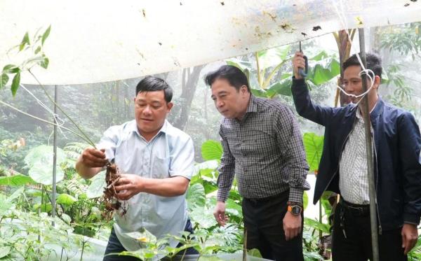 Phó Bí thư Thường trực Thành ủy Đà Nẵng Nguyễn Khắc Toàn khảo sát vùng trồng sâm Ngọc Linh