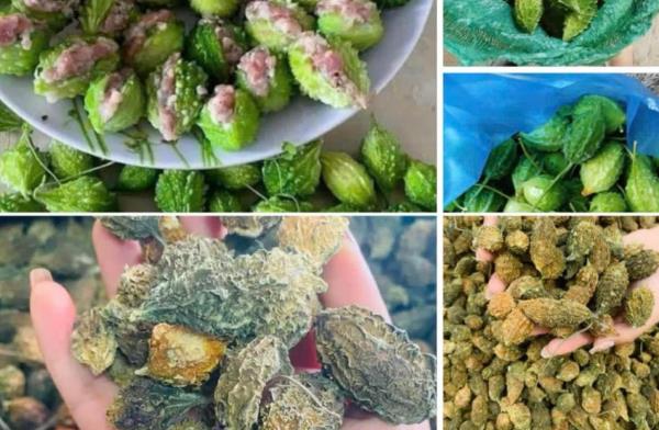 Có vị đắng đặc trưng, mướp đắng rừng là khắc tinh của nhiều bệnh