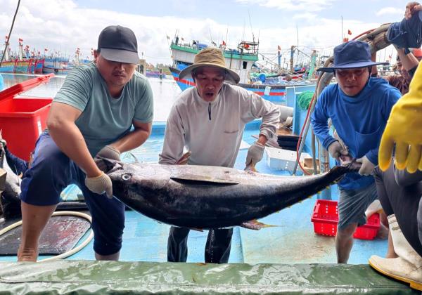 Giá xăng dầu tăng, ngư dân và doanh nghiệp Quảng Ngãi linh hoạt ứng phó