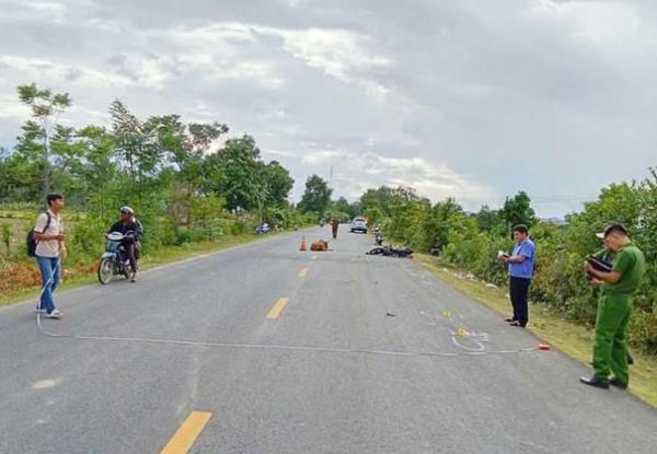 Cần chấm dứt tình trạng thả rông gia súc dọc Quốc lộ 19