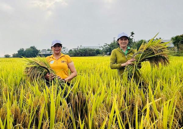 Khẩn trương thu hoạch lúa Hè Thu để ứng phó mưa bão