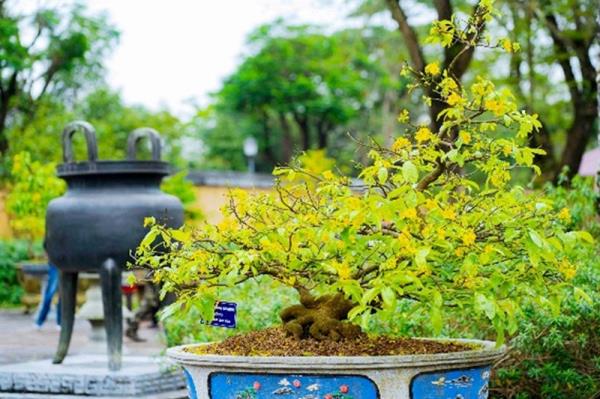 Lễ hội Hoàng mai lần đầu tổ chức ở Huế có gì độc đáo?