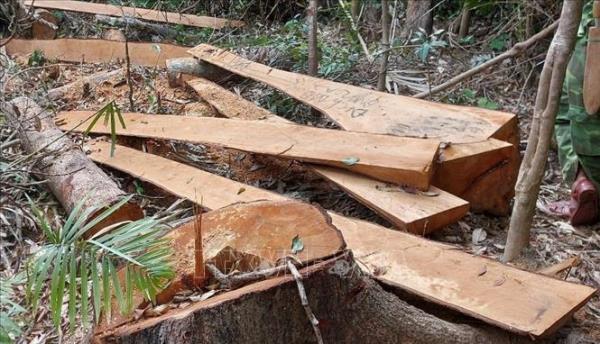 Tàn sát 52 cây gỗ rừng tự nhiên