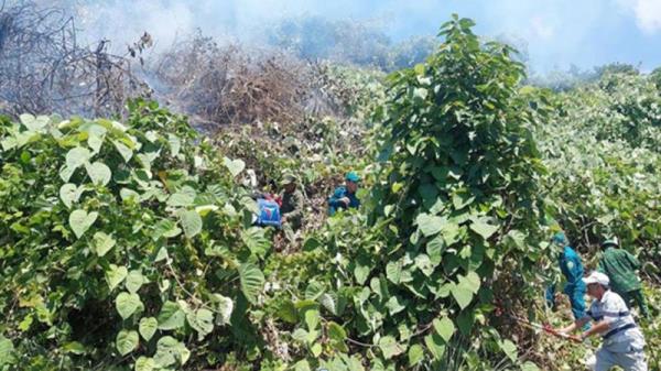 Dập tắt đám cháy trên rừng Hải Vân